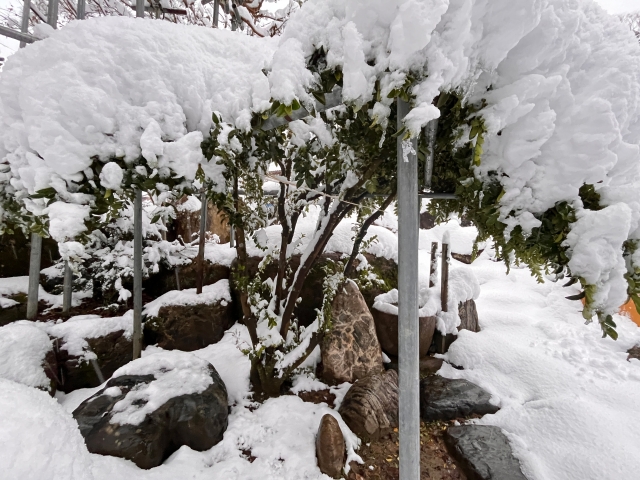 木に積もった雪