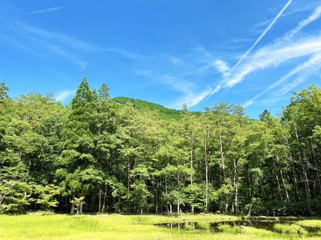 森林と青空と雲