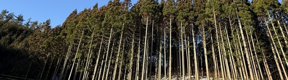 間伐された杉林が斜面に広がる冬の山風景。雪が残る地面と整然と並ぶ杉の幹が特徴的で、上空の青空はカットされ木々が画面を覆っている。